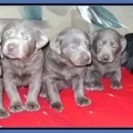 Silver Lab for sale
