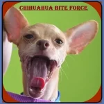 Chihuahua Bite Force