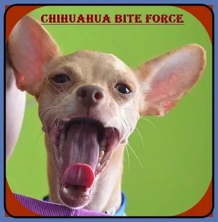 Chihuahua Bite Force 
