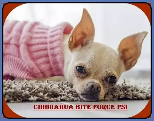 Chihuahua Bite Power PSI