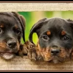 Rottweiler Puppies for sale