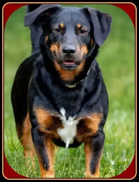 Rottweiler Puppies for sale near me