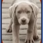 Silver Lab Puppies For Sale In MS-Top 15 Breeders in Mississippi
