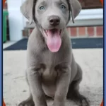 Silver Lab Puppies for sale