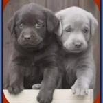 Silver Lab Puppies for Sale in Oregon [5 Top Breeders Oregon 2022]
