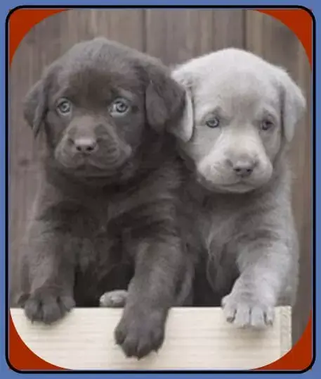 Lab Puppies for sale