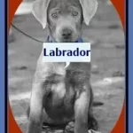 Silver Lab Puppies for Sale in Il [5 Best Breeders in Illinois]