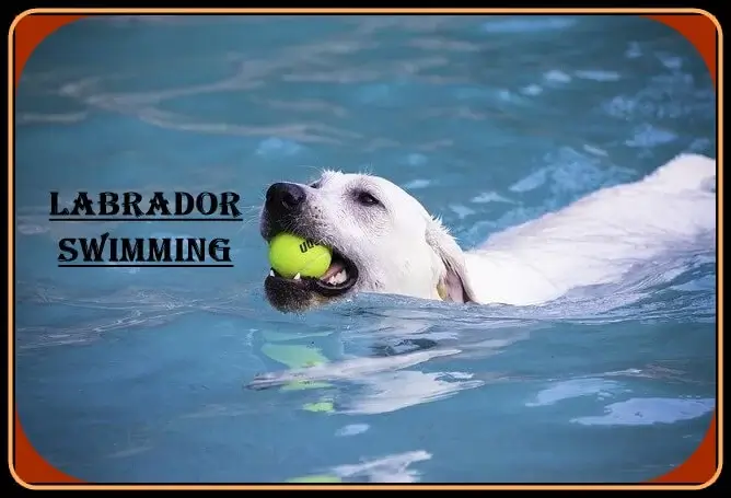 Best Swimmer dog