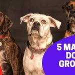 Dog Breed Guide: Explore The 5 Major Dog Groups