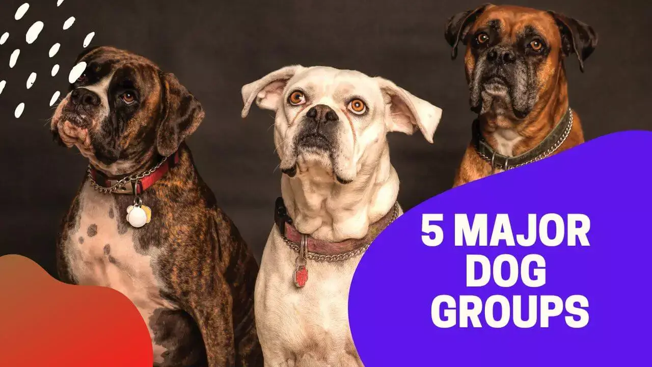 5 Major Dog groups