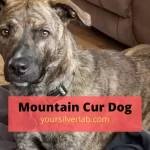 Mountain Cur Dogs [Breed Overview, Price and Health Issues]
