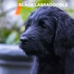 Black Labradoodle