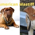 American Mastiff Puppies for Sale