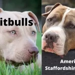 American Staffordshire Terriers Vs Pitbulls: Which Is The Better Dog?