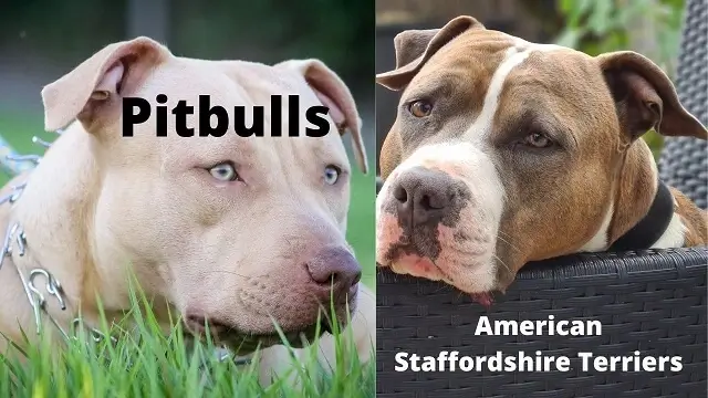 American Staffordshire Terriers Vs Pitbulls