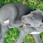 Blue Lacy Puppies for sale