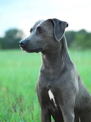 Blue Lacy Puppies Training