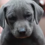 Blue Lacy Puppies for sale in TX