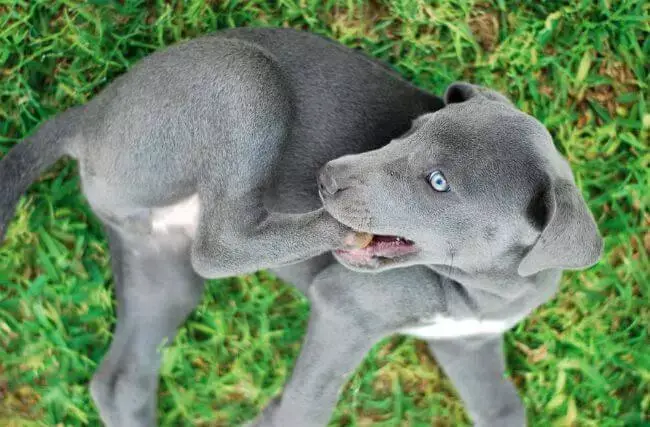Blue Lacy Puppies for sale 