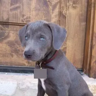 Blue Lacy Puppies for sale in TX