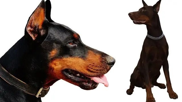 Most Aggressive Dog Breeds