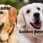 Labrador Golden Retriever Mix Puppies for Sale Guide 2022