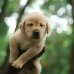 Can 2 Yellow Labs Have Black Puppies?