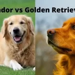 Labradors vs Golden Retriever-Which One is the Best Pet for You?