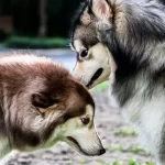 Malamute Husky: The Perfect Mix of Strength and Beauty