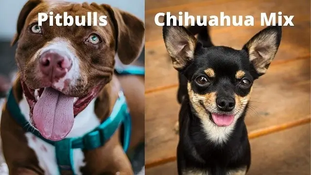 Pitbulls Chihuahua Mix