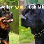 Rottweiler Lab Mix