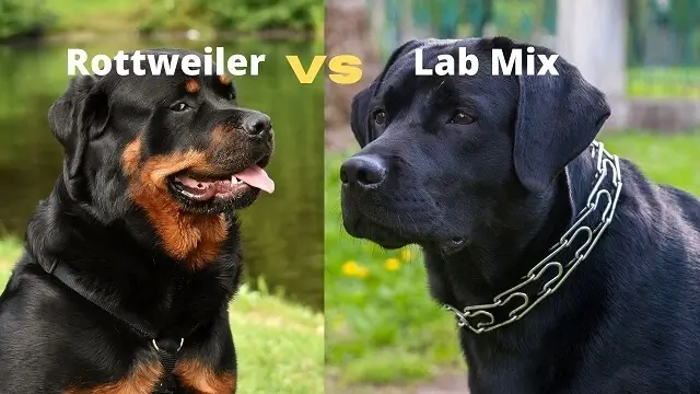 Rottweiler Lab Mix