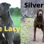Silver Lab vs Blue Lacy: Which Breed of Dog is More Intelligent?