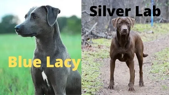 Silver Lab vs Blue Lacy