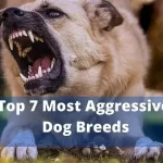 Top 7 Most Aggressive Dog Breeds in The World