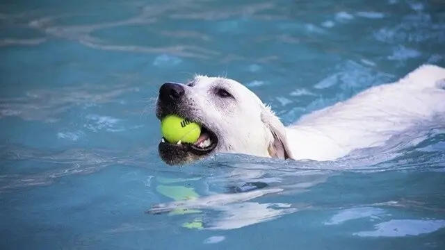 Labrador Retriever Puppies Training