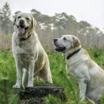 Labrador Retriever Puppies for sale in Houston-Top 07 Breeders  
