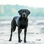 Labrador Retriever Puppies For Sale Michigan-Top 15 Breeders