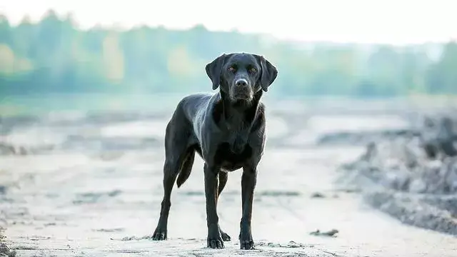 Labrador Retriever Puppies For Sale Michigan