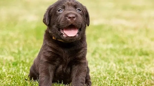 Labrador Retriever puppies for Sale