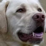 Dogs Behavior Problems - 07 Tips & Tricks for Ideal Dog Temperament