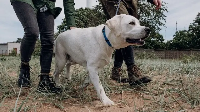 Labrador Puppies Training