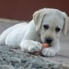 Labrador Retriever Puppies MN