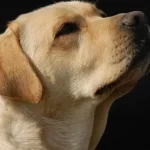 Yellow Lab Girl Names-250 Unique Dog Names-Updated 2022