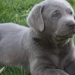 Are Silver Labs Easy To Train?