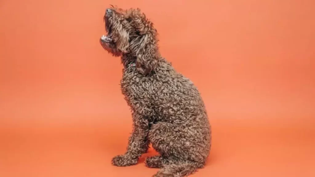Poodle Mix Grooming