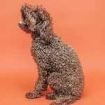 German Shepherd Poodle Mix: The Ultimate Guide To Adopt A Dog