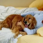 What Does It Mean When Dog Rests Head On You?
