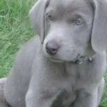 What Color Labs Make A Silver Lab?