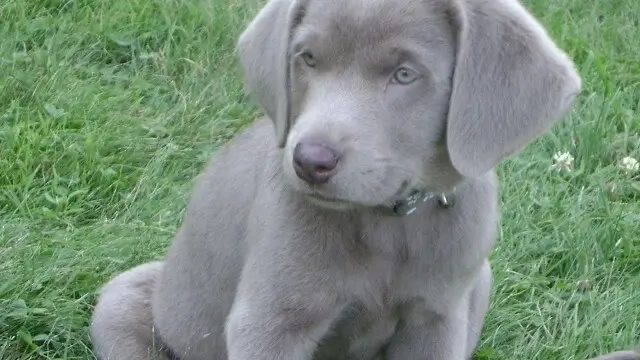 What color Labs make a silver lab?